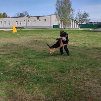 Продолжается подготовка белорусской сборной к конкурсу «Верный друг»
