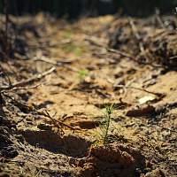 Военнослужащие 36-й дорожно-мостовой и 65-й автомобильной бригад приняли участие в акции «Дай лесу новае жыццё!»