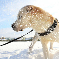 Служба одна на двоих