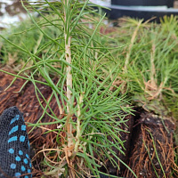 Республиканская добровольная акция «Аднавiм лясы разам!»