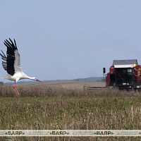 Военнослужащие оказывают помощь в уборке урожая