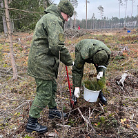 Белорусские военные продолжают участвовать в республиканской акции «Дай лесу новае жыццё!»