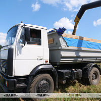 Белорусские военные продолжают помогать аграриям на полях Гомельщины