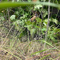 Военнослужащие 36 дмостбр участвуют в  оперативно-специальном учении войск связи