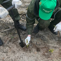 «Неделя леса»