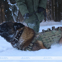 Фотофакт: военнослужащие кинологического центра Вооружённых сил со своими воспитанниками
