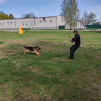 Продолжается подготовка белорусской сборной к конкурсу «Верный друг»