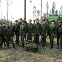 Свой новый лес