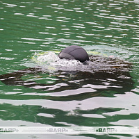 Проходят рабочие водолазные спуски военнослужащих 5 обр СпН