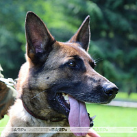 Военные кинологи посетили воспитанников школьного лагеря Колодищанской средней школы