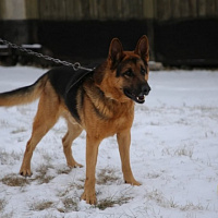 Они всегда начеку