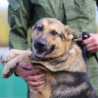 Служба одна на двоих