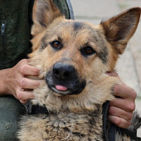 Держат ухо востро