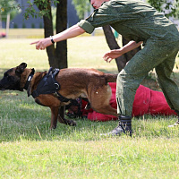 В парке Победы выступают военные кинологи