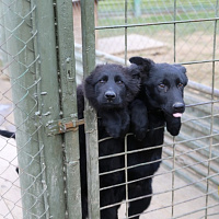 Служба одна на двоих