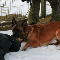 Комплексная тренировка