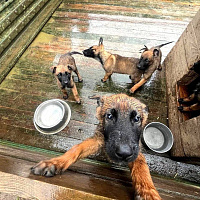 Воспитанники военно-патриотического клуба «Черный лис» побывали в гостях у  военных кинологов 