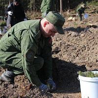 Белорусские военнослужащие продолжают принимать участие в посадке леса