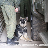 В Кинологическом центре Вооружённых Сил проходит сбор по специальности