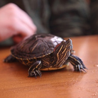 Свободное время проводят с пользой