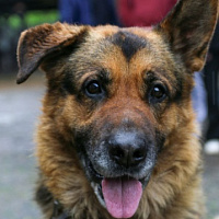 Военные инженеры принимают гостей