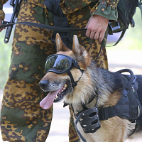 «Страж порядка»