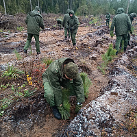 Белорусские военные продолжают участвовать в республиканской акции «Дай лесу новае жыццё!»