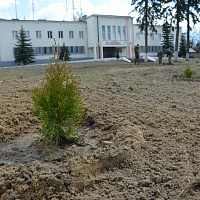 Брестские десантники присоединились к Республиканской акции «Неделя леса»