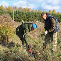 Брестские десантники высадили более 2000 саженцев ели в рамках акции «Дай лесу новае жыццё!»