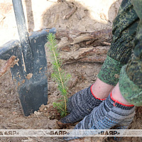 Военнослужащие ВВС и войск ПВО присоединились к республиканской акции «Дай лесу новае жыццё»