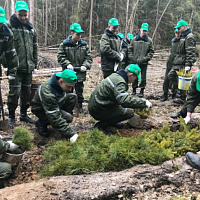 «Неделя леса»