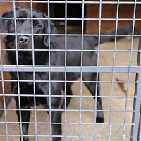 Служба одна на двоих