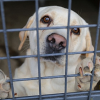 Служба одна на двоих