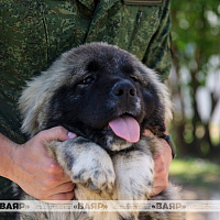 Военнослужащие кинологического центра Вооружённых сил со своими воспитанниками