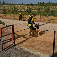 Кинологическому центру Вооружённых Сил — 29 лет