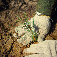 Военнослужащие 36-й дорожно-мостовой и 65-й автомобильной бригад приняли участие в акции «Дай лесу новае жыццё!»