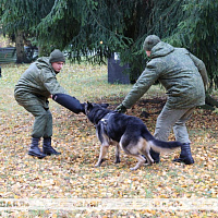 В гостях у военных кинологов
