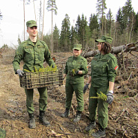 Свой новый лес