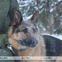 Фотофакт: военнослужащие кинологического центра Вооружённых сил со своими воспитанниками