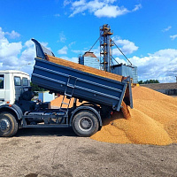 Военнослужащие помогают аграриям Витебщины