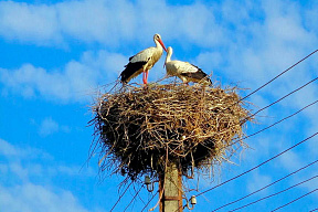 МЖКХ призывает каждого жителя Беларуси присоединиться к инициативе по наведению порядка «На родной земле – Живи Как Хозяин»