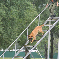 Завершается подготовка к состязанию «Верный друг»