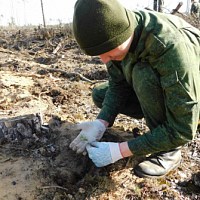 «Неделя леса»