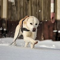 Служба одна на двоих