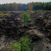 Белорусские военнослужащие продолжают принимать участие в акции «Дай лесу новае жыццё»