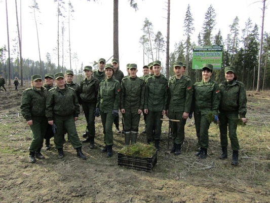 Свой новый лес