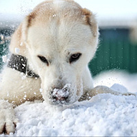 Служба одна на двоих