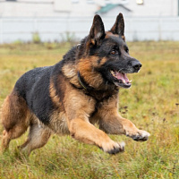 Кинологическому центру Вооружённых Сил — 29 лет