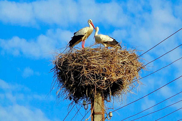 МЖКХ призывает каждого жителя Беларуси присоединиться к инициативе по наведению порядка «На родной земле – Живи Как Хозяин»