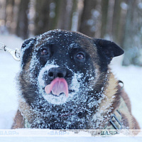 Фотофакт: военнослужащие кинологического центра Вооружённых сил со своими воспитанниками